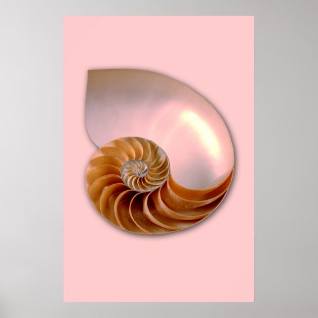 Pôster Chambered Nautilus (Frente)
