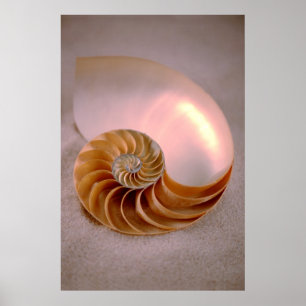 Poster Chambered Nautilus