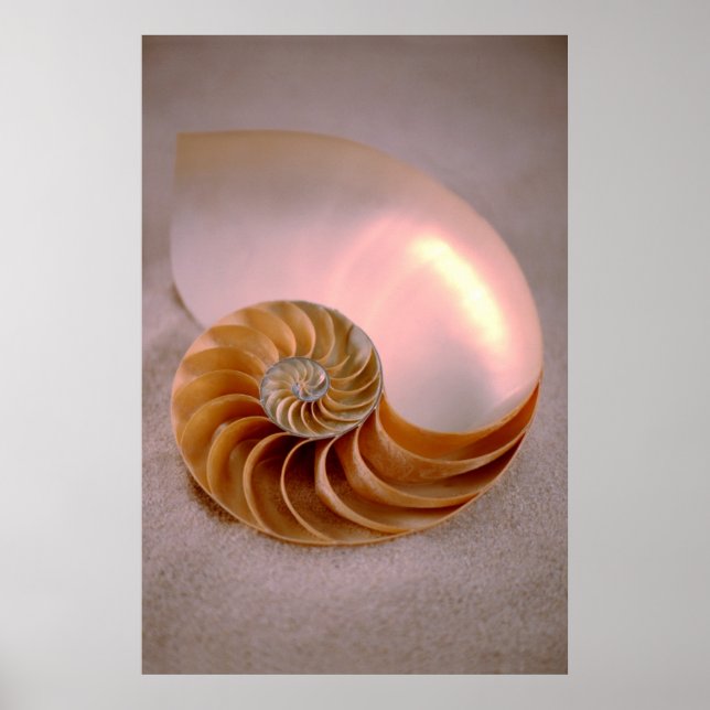 Poster Chambered Nautilus (Frente)