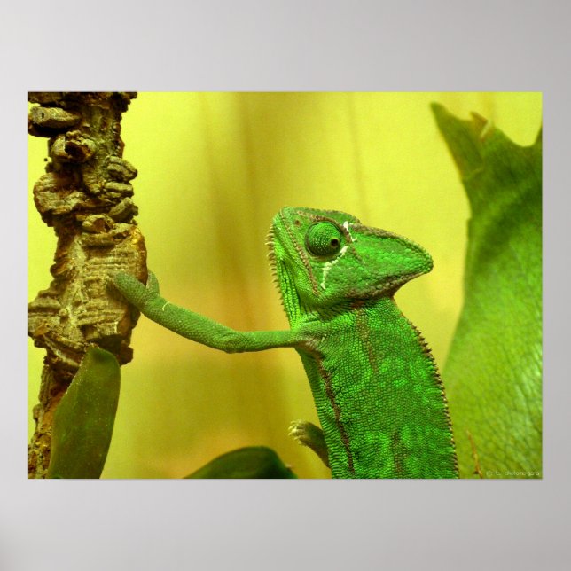 Poster chameleon (Frente)