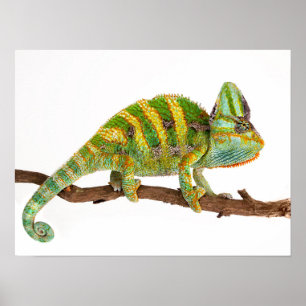 Poster Chameleon