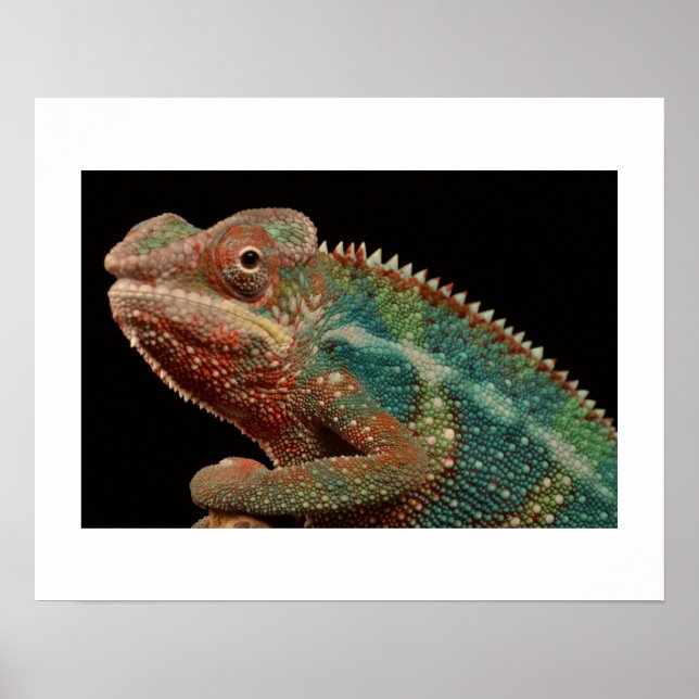 Poster Chameleon (Frente)