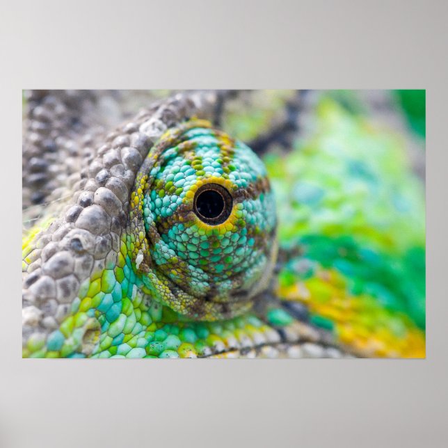 Poster Chameleon eye (Frente)