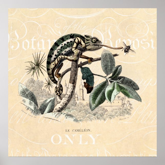 Pôster Chameleon Lizard Cameleon dos anos 1800 (Frente)