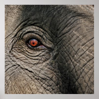 CHANG MAI ELEPHANT EYE