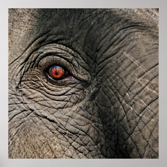POSTER CHANG MAI ELEPHANT EYE (Frente)
