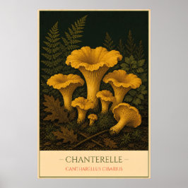 Poster Chanterelle – Vintage Botanical Illustration