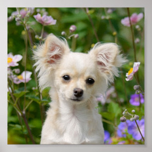 Poster Chantilly Chihuahua Dog Puppy Foto: