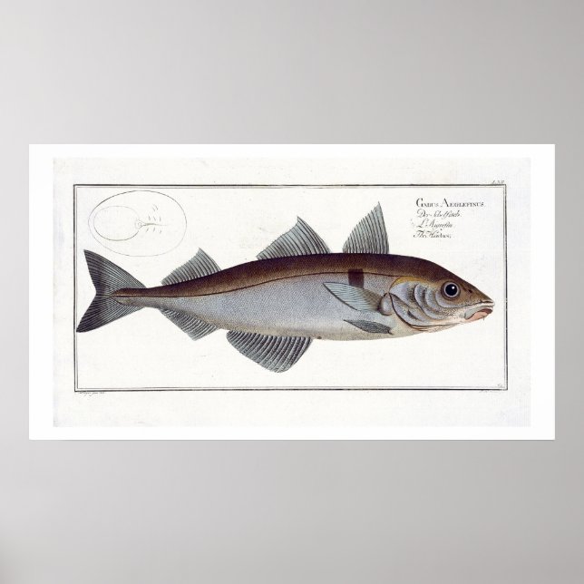 Poster Chapa de Haddock (Gadus Aeglefinus) LXII de Ichthy (Frente)