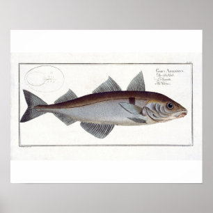 Poster Chapa de Haddock (Gadus Aeglefinus) LXII de Ichthy