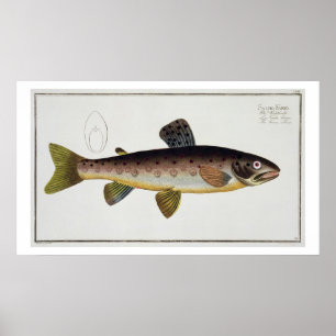 Poster Chapa de Truta Castanha (Salmo Iasustris), placa X