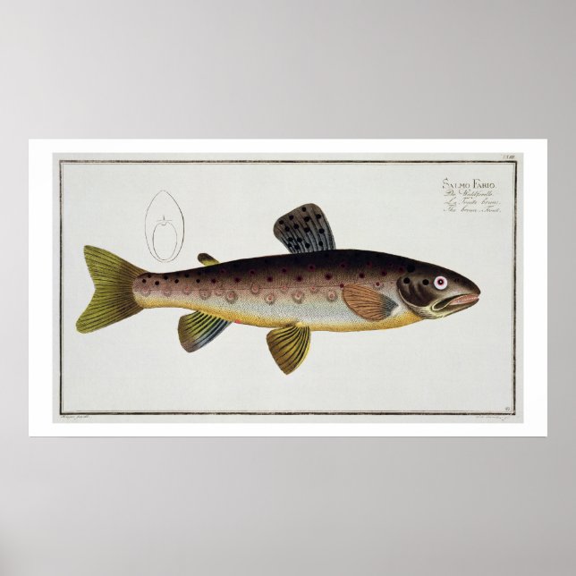 Poster Chapa de Truta Castanha (Salmo Iasustris), placa X (Frente)
