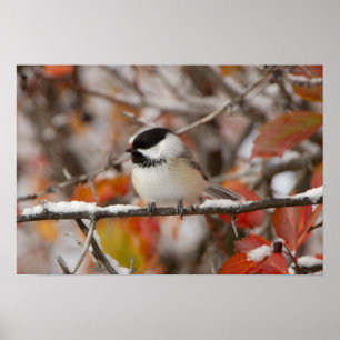 Poster Chapim-de-cabeça-preta adulto na neve