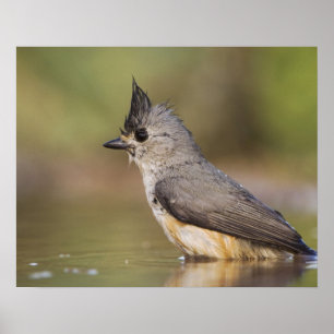 Pôster Chapim-de-crista-preta, Baeolophus