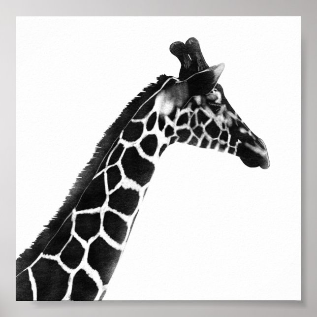 Poster Charcarbonet Sketch Giraffe (Frente)