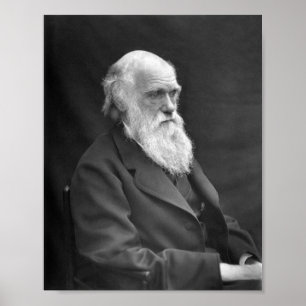Poster Charles Darwin Portrait - 1874