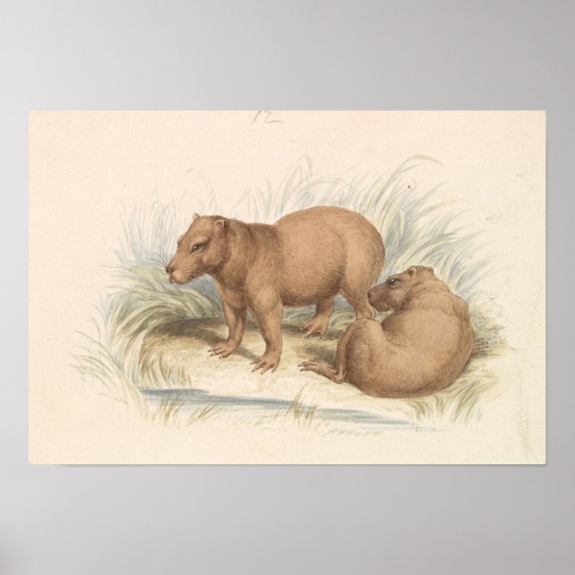 Poster Charles Hamilton Smith - A Capybara (Frente)