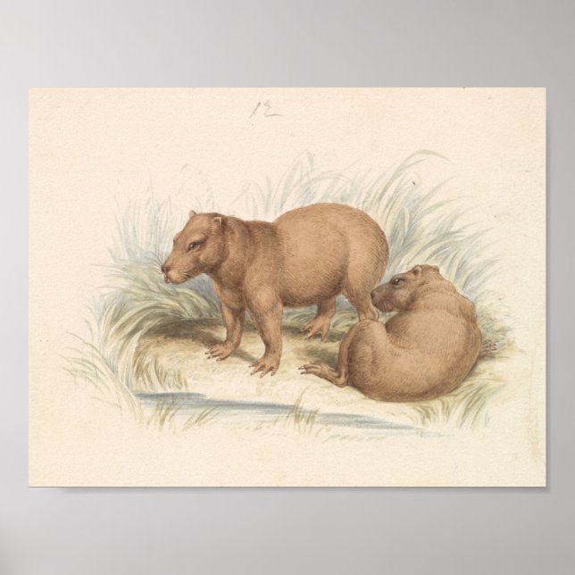 Poster Charles Hamilton Smith - A Capybara (Frente)