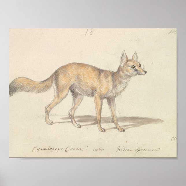 Poster Charles Hamilton Smith - Corso Cachorro-Raposa (Frente)