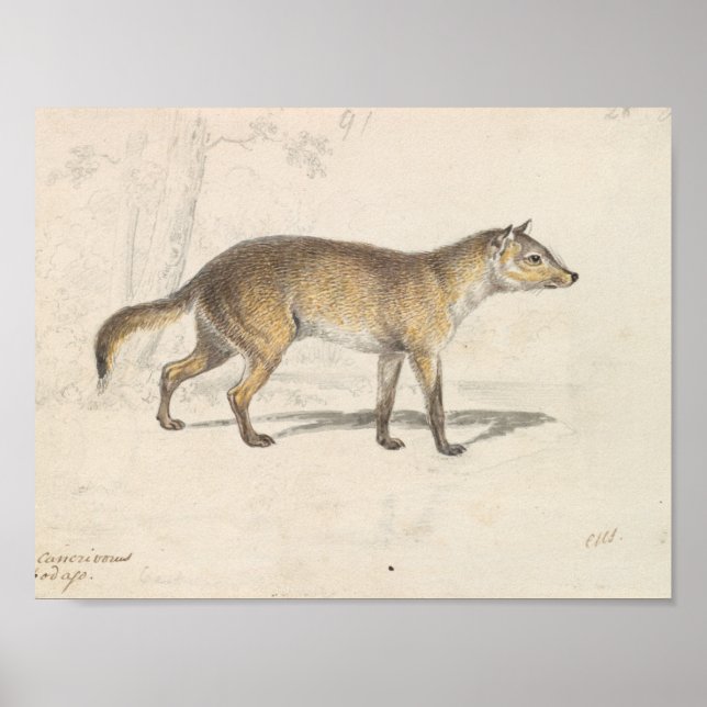 Poster Charles Hamilton Smith - Crabodago Aguara Fox (Frente)