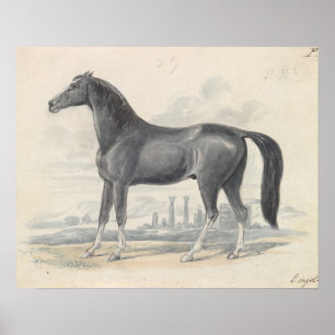 Poster Charles Hamilton Smith - Dongola Horse