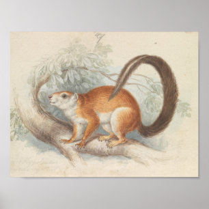 Poster Charles Hamilton Smith - Esquilo do Duvaucel