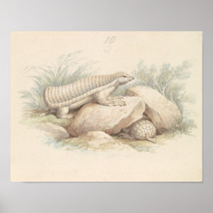 Poster Charles Hamilton Smith - Fada Rosa Armadillo