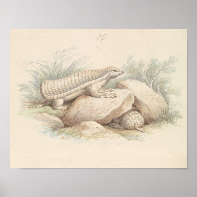 Poster Charles Hamilton Smith - Fada Rosa Armadillo (Frente)