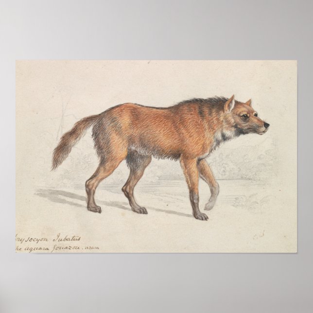 Poster Charles Hamilton Smith - Maned Wolf (Frente)