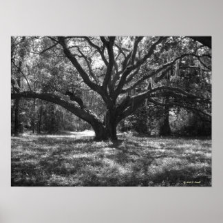 Poster Charleston Carolina do Sul