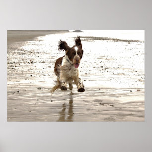 Poster Charlie The Springer