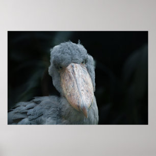 Poster Charme de Shoebill