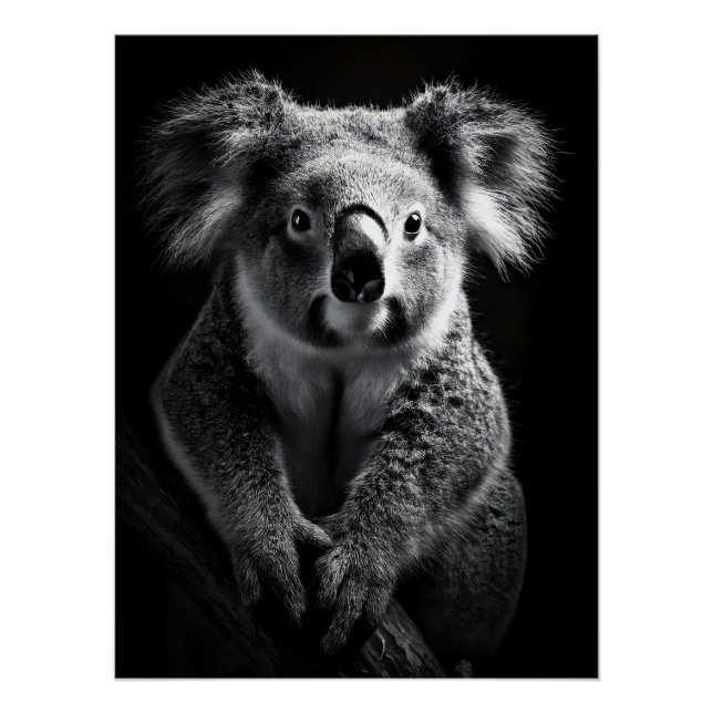 Pôster Charming Black & White Koala Fine Art Print | (Frente)