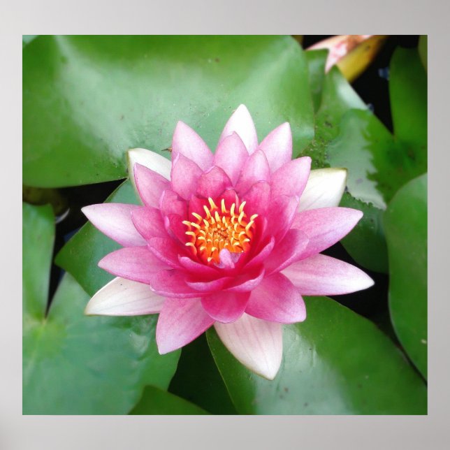 Poster Charming Fuchsia Water Lily (Frente)