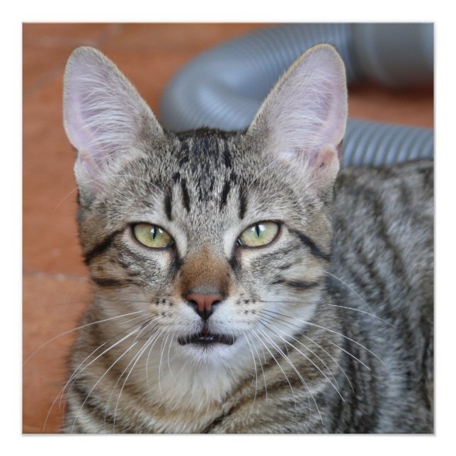 Pôster Chat (Frente)