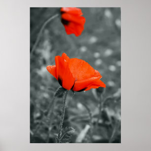 Poster Chave de cores Cartaz da Poppy