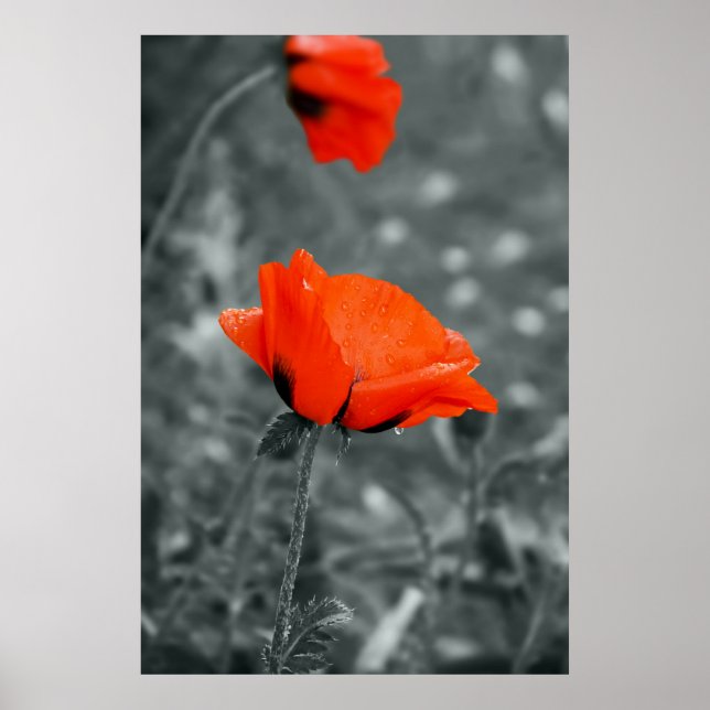 Poster Chave de cores Cartaz da Poppy (Frente)