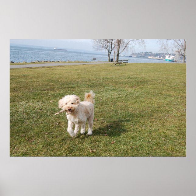 Poster chaz1 (Frente)