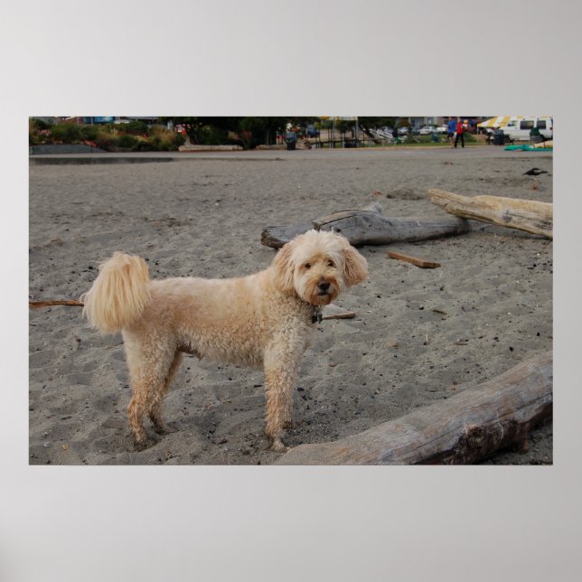 Poster chaz4 (Frente)