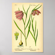 Checkered Lily (Fritillaria meleagris)