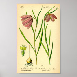 Poster Checkered Lily (Fritillaria meleagris)