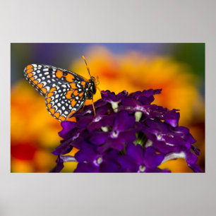 Poster Checkered Spot Butterfly