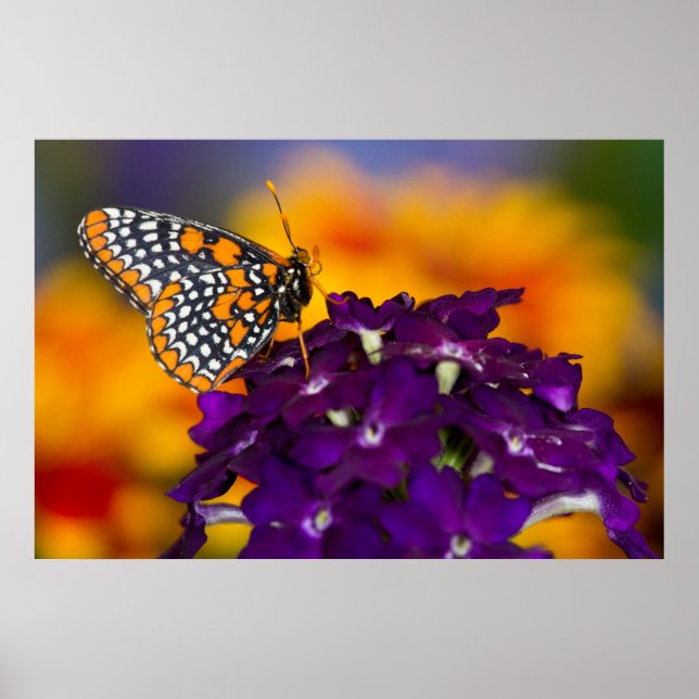 Poster Checkered Spot Butterfly (Frente)