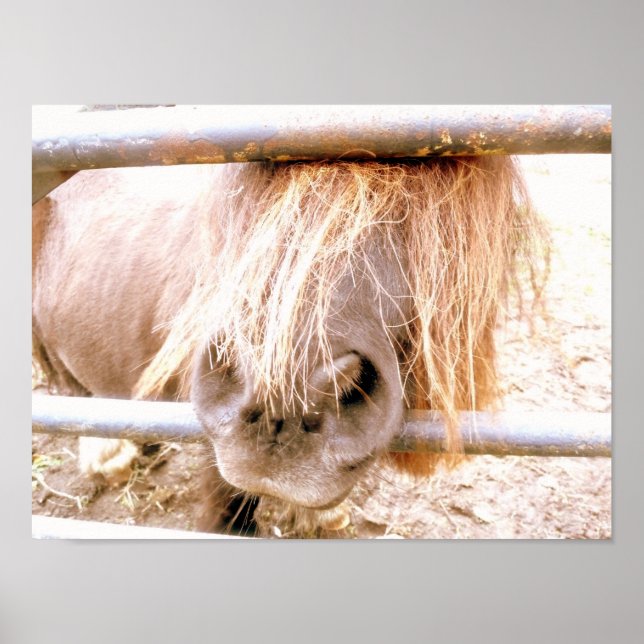 Poster Cheeky Pony (Frente)