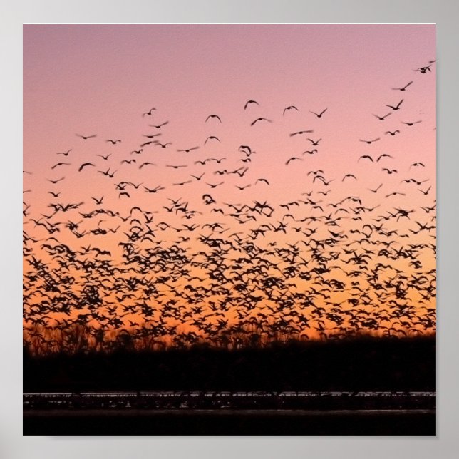 Pôster CheerySunset (Frente)