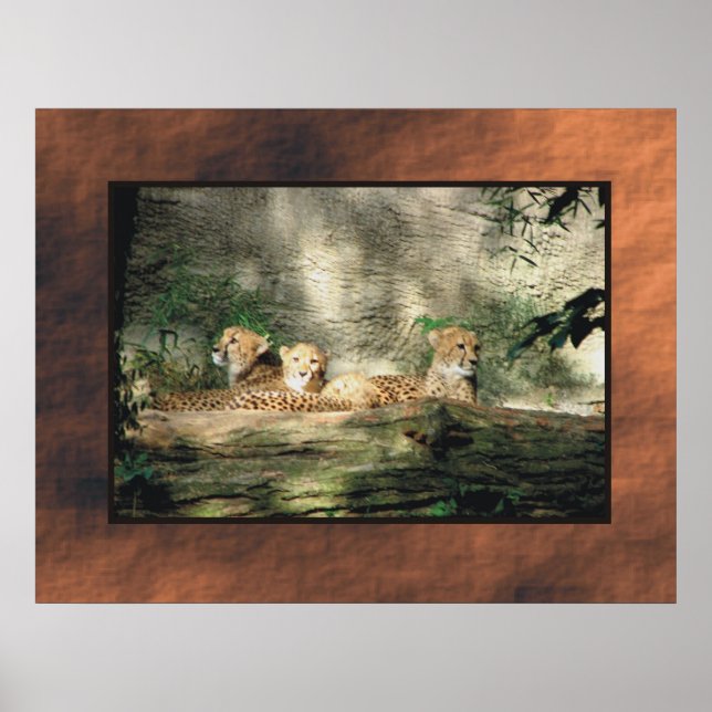 Poster Cheeta (Frente)