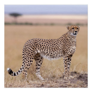 Pôster Cheetah