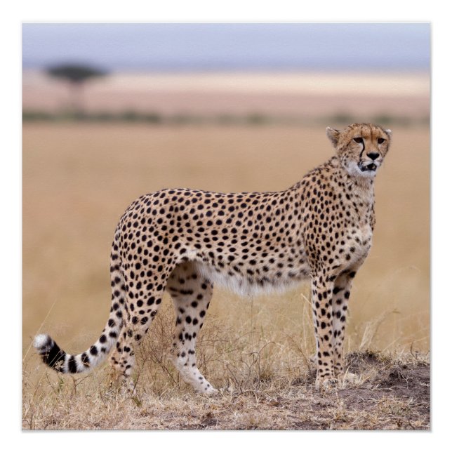 Pôster Cheetah (Frente)