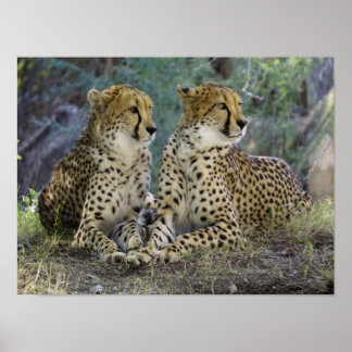 Poster Cheetah