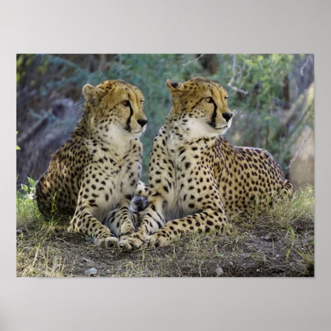 Poster Cheetah (Frente)